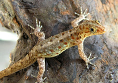 Gonatodes vittatus (Female)