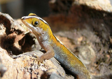 Gonatodes vittatus (Male)