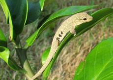 Lygodactylus scheffleri (Male)