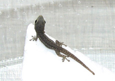 Lygodactylus picturatus (Juvenile)