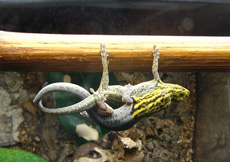 Lygodactylus picturatus (Mating)