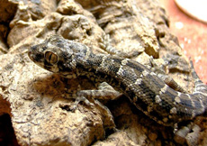 Hemidactylus imbricatus (Female)