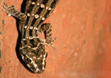 Hemidactylus imbricatus (Male)