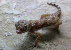 Stenodactylus sthenodactylus (Female)