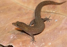 Sphaerodactylus argus (Female)