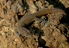 Sphaerodactylus argus (Male)