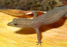 Sphaerodactylus argus (Male)