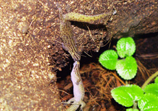 Sphaerodactylus notatus (Fighting Females)