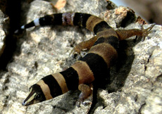 Sphaerodactylus torrei (Female)