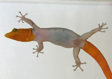 Sphaerodactylus torrei (Male ventral)